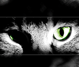 Sublime Feline